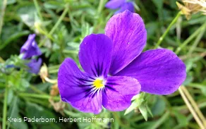 Galmeiveilchen | Naturschutzgebiet Bleikuhlen
