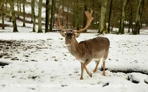 Damhirsch im Tiergehege rechts des Weges