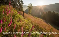 Blick auf das Sorpetal