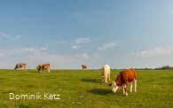 Kühe auf der Weide