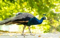 Tierpark Niederfischbach