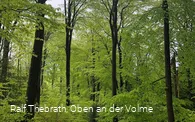 Leuchtendgrüne Buchenwälder