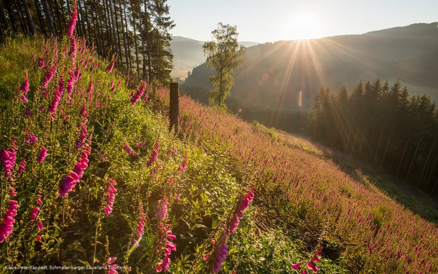 Blick auf das Sorpetal