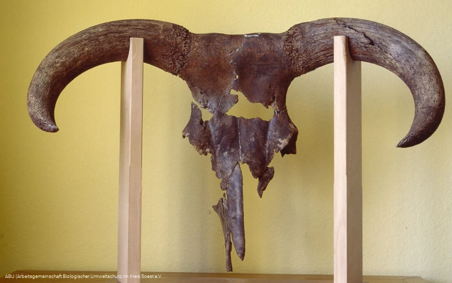 Lohner Mühle/ABU Soest