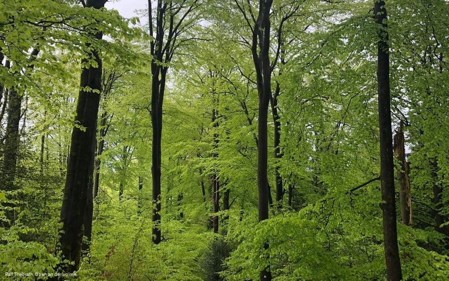 Leuchtendgrüne Buchenwälder