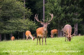 Waldland Hohenroth_Hirschbrunft