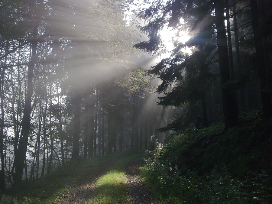 Nebelwald Foto Susanne Thomas