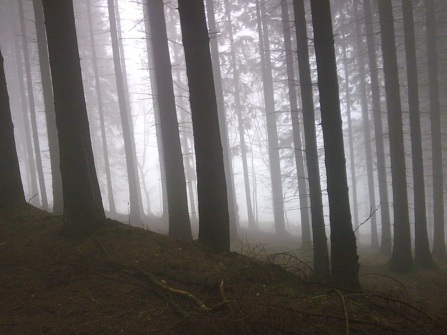 Nebelbäume Foto Susanne Thomas