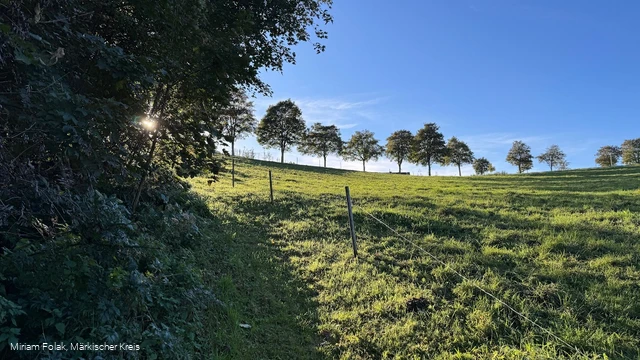 Wiesenpfad unterhalb der Meinhardus-Mattenschanzen