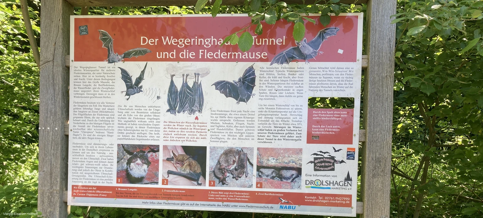 Der Wegeringhauser Tunnel und die Fledermäuse 2.jpg