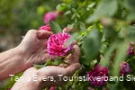 Die Blütenvielfalt des Erndtebrücker Rosengartens lädt zum Erleben mit allen Sinnen ein.