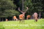 Waldland Hohenroth_Hirschbrunft