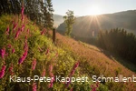 Blick auf das Sorpetal