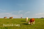 Kühe auf der Weide