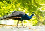 Tierpark Niederfischbach