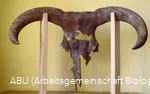 Lohner Mühle/ABU Soest