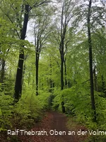 Leuchtendgrüne Buchenwälder